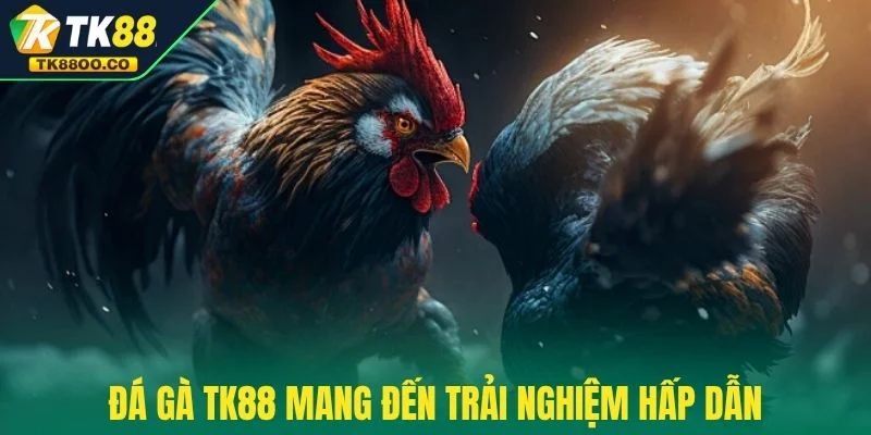 Đá gà TK88 1 Đá gà TK88 mang đến trải nghiệm hấp dẫn