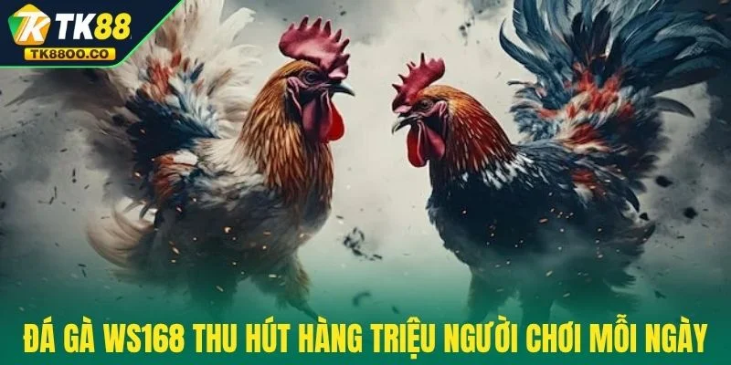 Đá Gà WS168 - Trực Tiếp Nghẹt Thở Và Thắng Cực Khủng 2025 2 Đá gà WS168 thu hút hàng triệu người chơi mỗi ngày