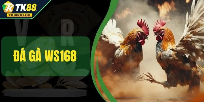 Đá Gà WS168 - Trực Tiếp Nghẹt Thở Và Thắng Cực Khủng 2025 1 Đá Gà WS168 - Trực Tiếp Nghẹt Thở Và Thắng Cực Khủng 2025