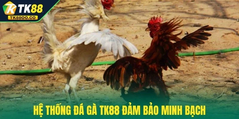 Đá gà TK88 2 Hệ thống đá gà TK88 đảm bảo minh bạch