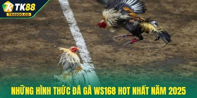 Đá Gà WS168 - Trực Tiếp Nghẹt Thở Và Thắng Cực Khủng 2025 3 Những hình thức đá gà WS168 hot nhất năm 2025