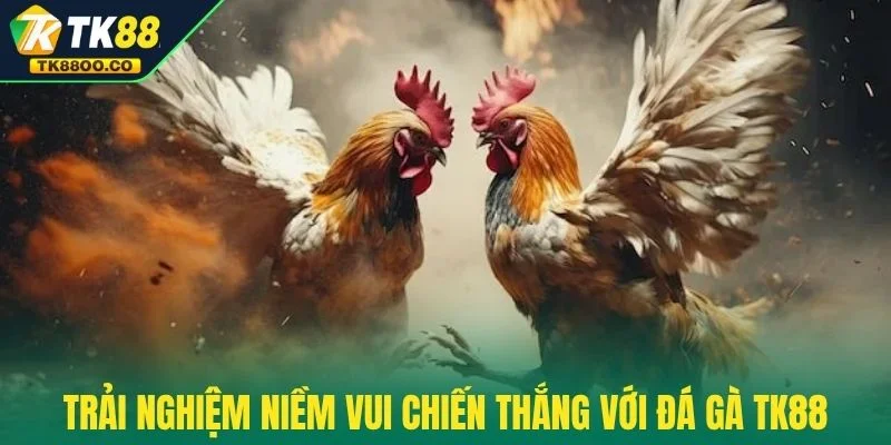 Đá gà TK88 3 Trải nghiệm niềm vui chiến thắng với đá gà TK88